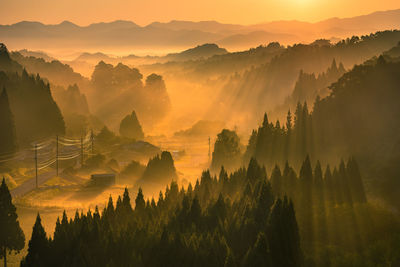 Panoramic view of trees on landscape during sunset