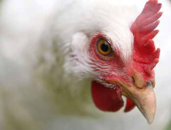 Close-up of a bird