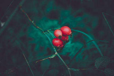 Close-up of berries growing on plant