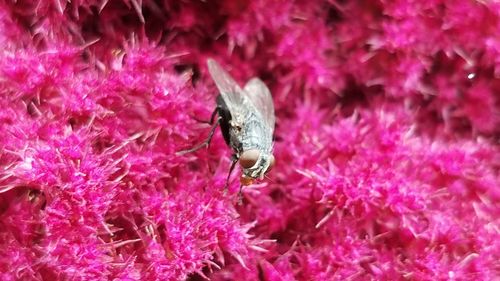 Close-up of insect on pink flowers