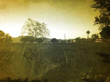 Trees growing on field