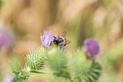 Close-up of bee pollinating thistle