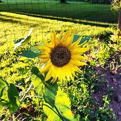 Flowers growing in field