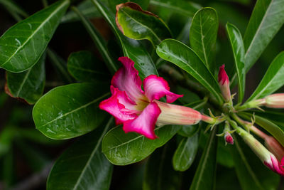 Close-up of pink flowering plant leaves