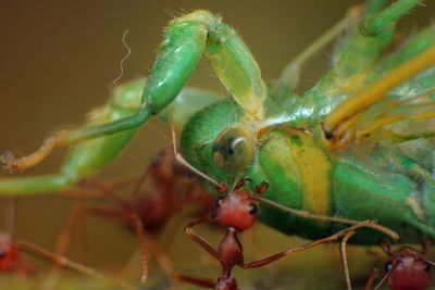 Close-up of insect on plant