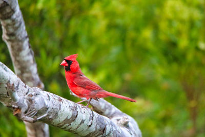 Bird perching on a branch