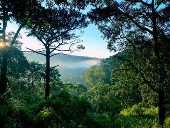 Trees growing in forest against sky