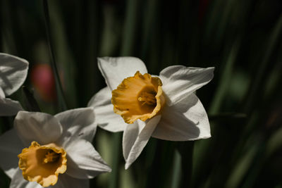 Close-up of white daffodil