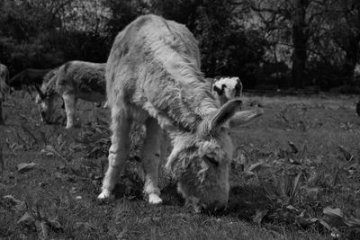 Sheep in a field