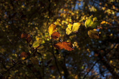 Close-up of autumn leaves on tree