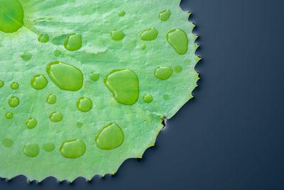 Close-up of wet green leaves