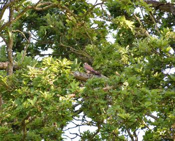 Low angle view of bird perching on tree
