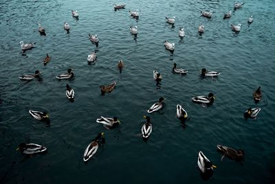 High angle view of seagulls on lake