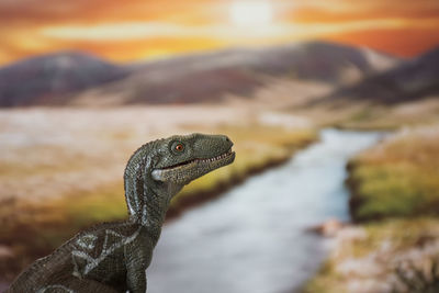 Close-up of lizard on rock