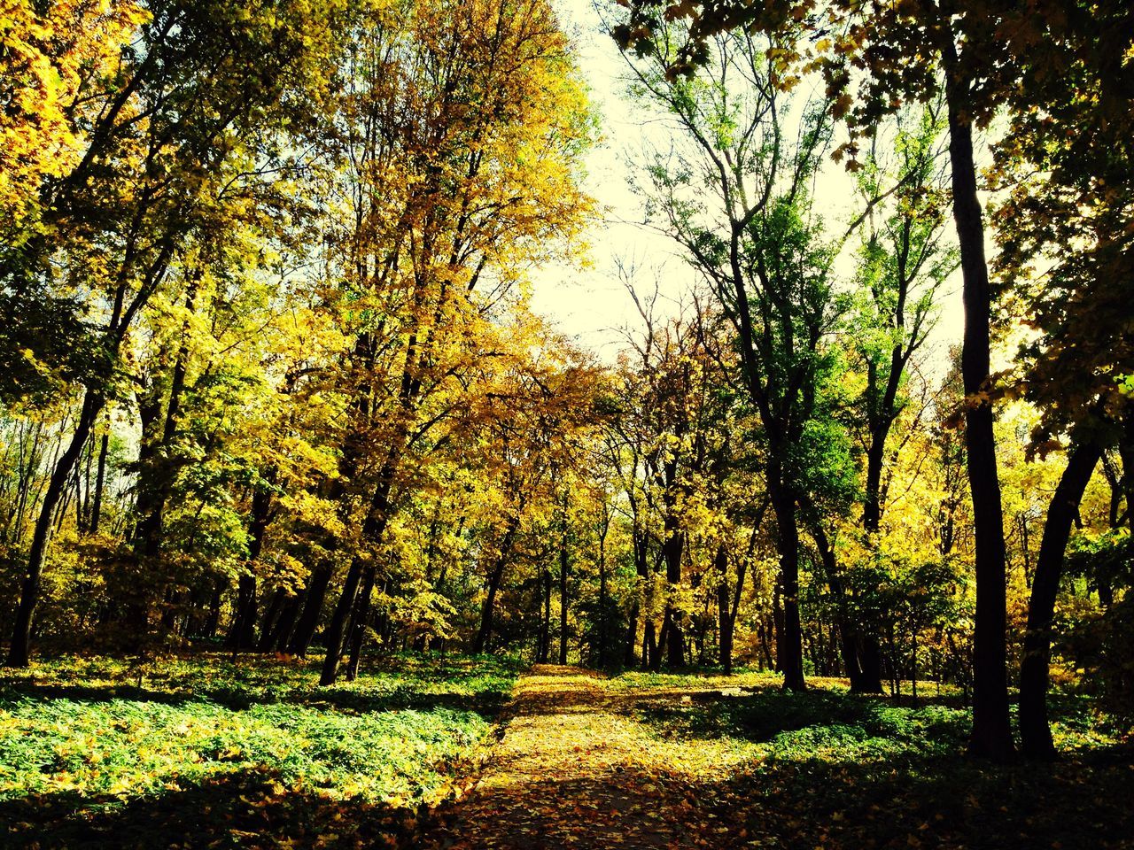 tree, tranquil scene, tranquility, tree trunk, forest, growth, scenics, nature, beauty in nature, autumn, branch, non-urban scene, change, day, woodland, green color, outdoors, green, growing, lush foliage, tall - high, diminishing perspective, solitude, no people, waterfront, remote