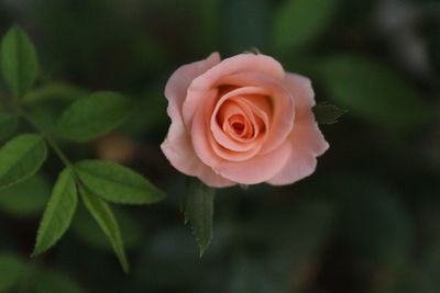 Close-up of rose blooming outdoors