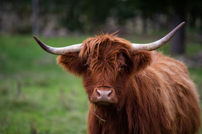 Close-up of a horse on field