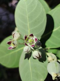 Close-up of lotus flower bud