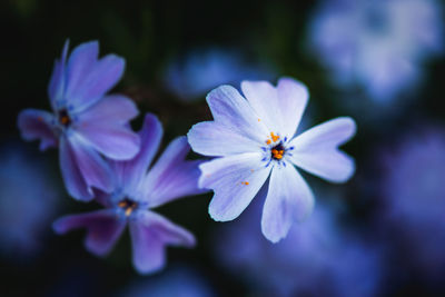 Close-up of purple flowering plant