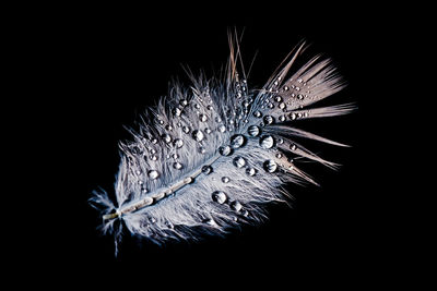 Close-up of water drops on flower over black background