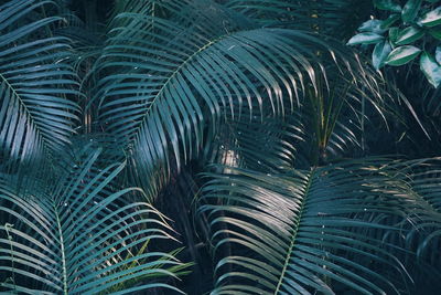 Full frame shot of palm leaves