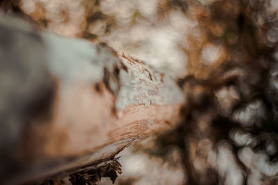 Close-up of tree trunk