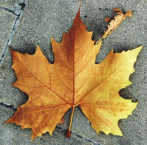 High angle view of maple leaves fallen on leaf