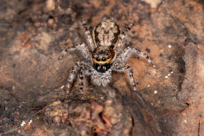 Close-up of spider