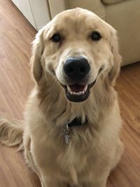 Portrait of dog at home