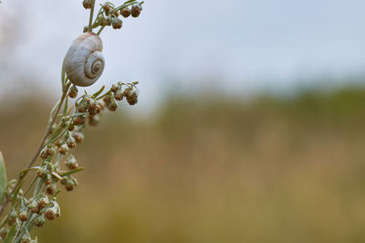 Close-up of flowering plant against blurred background