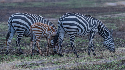 Zebras in a field