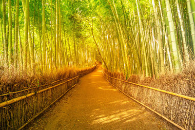 Footpath amidst trees in forest