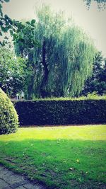 View of trees growing in field