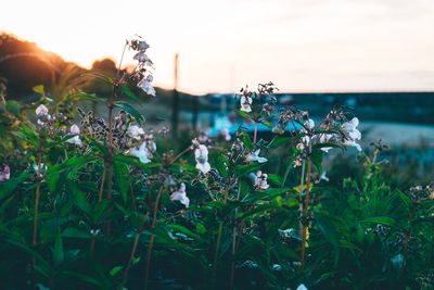 Close-up of flowering plants on field against sky