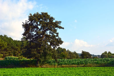 Trees on field against sky