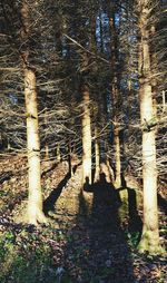 Footpath amidst trees