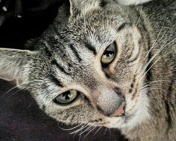 Close-up portrait of a cat