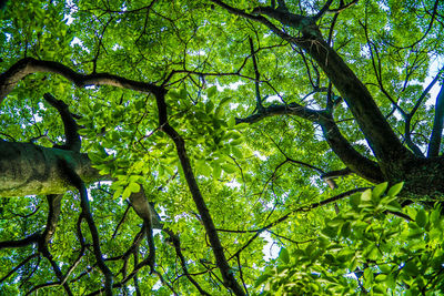 Low angle view of trees in forest