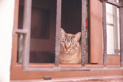 Cat peeking through a window in the albaycín district, granada, spain
