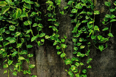 Close-up of ivy growing on tree trunk
