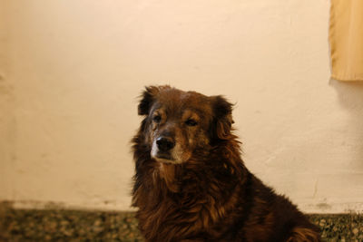Portrait of dog against wall