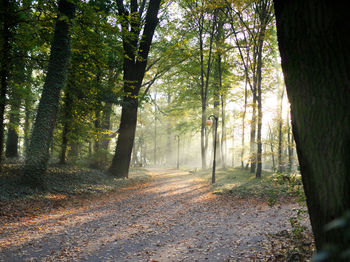 Trees in forest during autumn