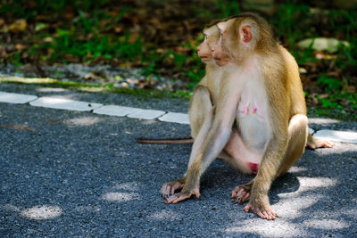 Mother and son monkey are lovely in the forest.