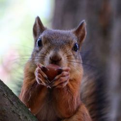 Close-up portrait of squirrel