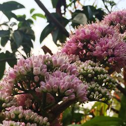 Close-up of pink flowers blooming