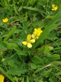 Close-up of yellow flowering plant on field
