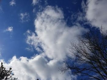 Low angle view of trees against blue sky