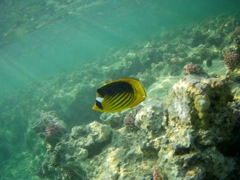 Fish swimming in sea