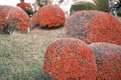 High angle view of rocks on field