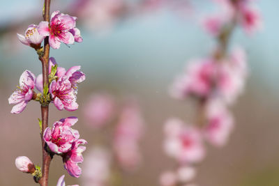 Close-up of pink cherry blossom